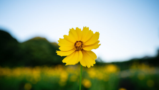 yellow flower in the field