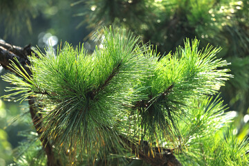 Close-up of pine tree branches and leaves in the sunlight

