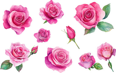 Fototapeta premium Watercolor roses flowers, leaves. Elegant Watercolor Floral roses on a branch.