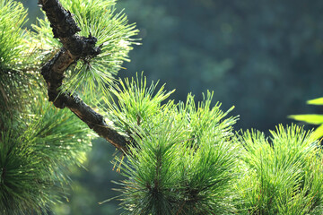 Close-up of pine tree branches and leaves in the sunlight

