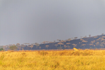 Telephoto of a female lion -Panthera Leo- overlooking the expansive landscape of the Serengeti,...