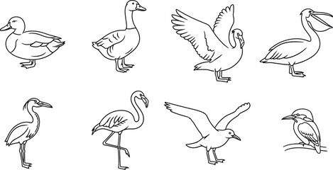 Bird duck goose swan pelican heron flamingo seagull kingfisher wildlife line