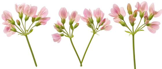 Three Pink Flower Sprigs Against Transparent Background in Close Up Detail Featuring Green Stems and Delicate Petals