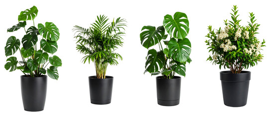 Four Potted Green Plants on Transparent Background Including Monstera and White Blossom Plants