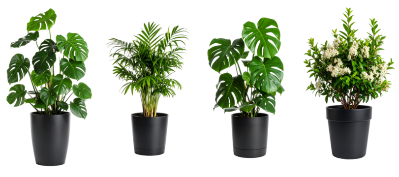 Four Potted Green Plants on Transparent Background Including Monstera and White Blossom Plants