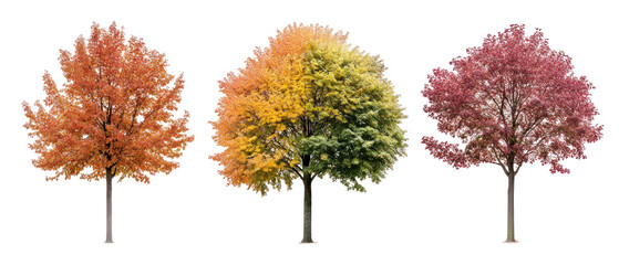 Three Autumn Trees Displaying Vibrant Colors Against A Transparent Background