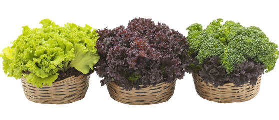 Lettuce Varieties in Wicker Baskets Against Transparent Background Showcasing Green Red and Green Leafy Heads