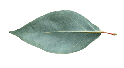Close-up of a light-grayish leaf, oval-shaped, with a prominent midrib
