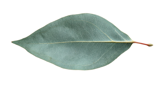 Close-up of a light-grayish leaf, oval-shaped, with a prominent midrib