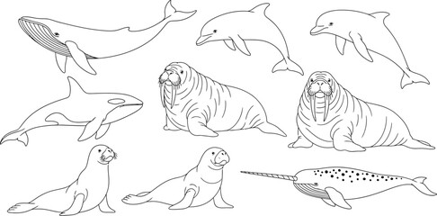 Marine mammals whale dolphin walrus seal narwhal ocean sea arctic antarctic