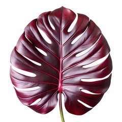Maroon monstera leaf isolated on transparent background, a tropical and exotic plant