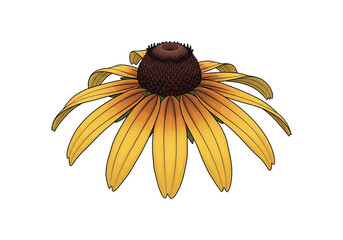 Yellow Black-Eyed Susan PNG Clip Art - Transparent Rudbeckia Flower Vector Illustration