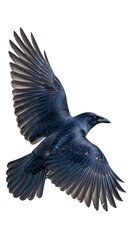 Obraz premium American Crow in Flight - A Study in Dark Plumage and Wing Dynamics.