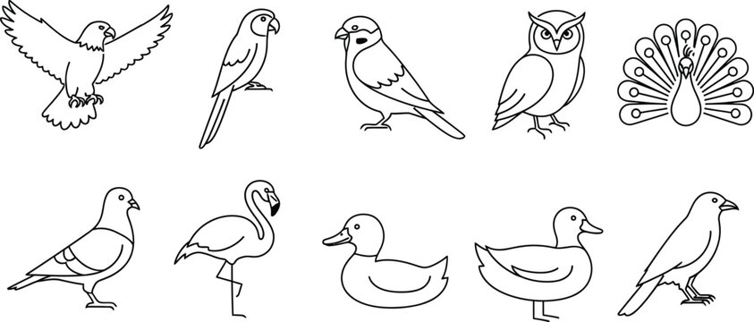Bird eagle parrot sparrow owl peacock pigeon flamingo duck outline drawing