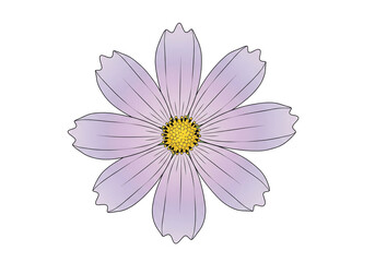 Cosmos Flower Clip Art PNG - Purple Daisy Illustration, Transparent Background
