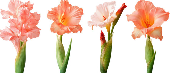 Collection Of Pink And Orange Gladiolus Flowers Against A Transparent Background