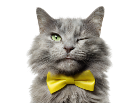 Gray fluffy cat wearing yellow bow tie isolated on transparent background, cute winking pet portrait, funny feline expression, adorable domestic animal close-up for design and advertising