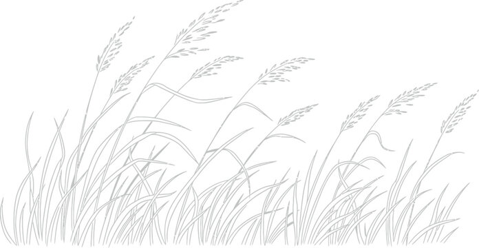 Grass field nature summer plant wind meadow agriculture rural landscape farm