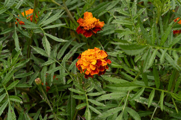 Orange flowers marigold plant botanical Garden,Floral decoration closeup shot outdoor India ooty