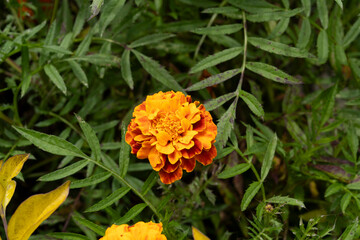 Orange flowers marigold plant botanical Garden,Floral decoration closeup shot outdoor India ooty
