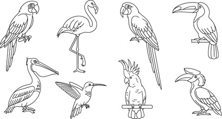 Bird parrot flamingo toucan pelican hummingbird cockatoo hornbill avian wildlife