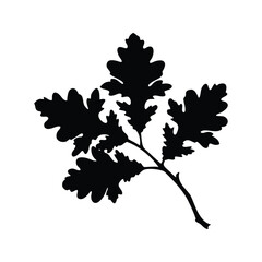Silhouetted oak leaves, showing the intricate details against the white background plane, oak branch silhouette vector illustration