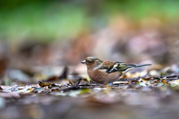 Ein stiller Herbstmorgen, das Laub noch feucht vom Nebel – und mittendrin ein Buchfink, der mit funkelndem Auge zwischen den Blättern nach kleinen Schätzen sucht. Seine Farben verschmelzen mit dem Bod