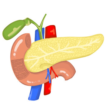 Handdrawn Pancreas And Duodenum Illustration