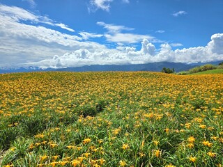 A vibrant field of blooming orange daylilies under a bright blue sky during the summer flower season in Sixty Stone Mountain, Hualien, Taiwan.
