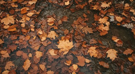 Obraz premium Autumnal carpet - A mosaic of fallen leaves in warm hues.