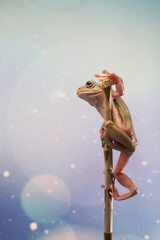 Dumpy frog litoria caerulea on branch, amphibian closeup
