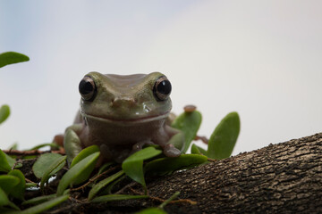 Dumpy frog litoria caerulea on branch, amphibian closeup