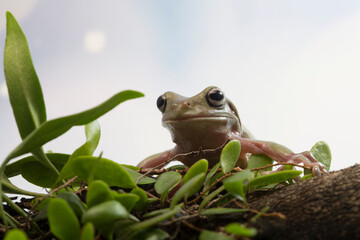 Dumpy frog litoria caerulea on branch, amphibian closeup