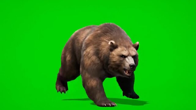 Animated 3D bear attacks ferociously on green screen for visual effects projects