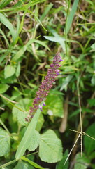 Wild lamiaceae plectranthus flower plant growing in the plantation
