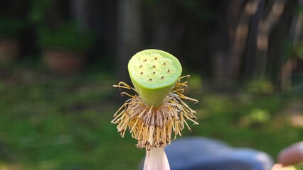 Seed Pod of Lotus Plant.