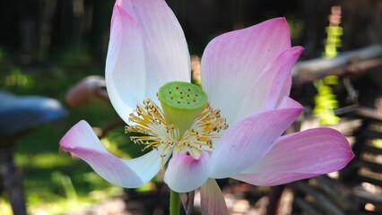 Blooming pink lotus or water lily flower.