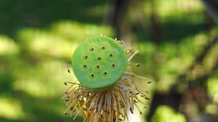 Seed Pod of Lotus Plant.
