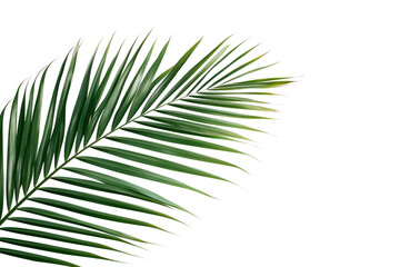 Obraz premium Green palm frond against black isolated on a transparent background