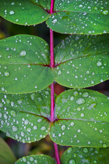 Close up view o droplets on the Datei plant leaves , nature freshness concept.
