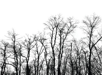 Silhouettes of bare trees with branches isolated on white. Black and white vector illustration
