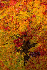 Vibrant colorful autumn foliage of a sweetgum tree, also known by its scientific name, Liquidambar styraciflua.
