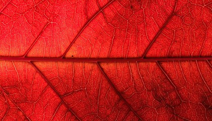 Close-up vibrant red leaf veins (1)