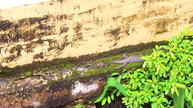 Large monitor lizard walks along a wall in Phuket Thailand.