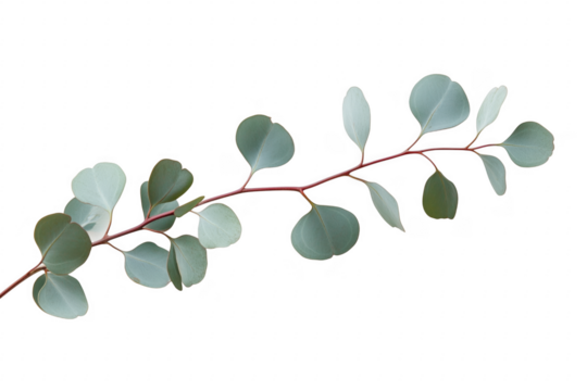Eucalyptus branch with round leaves isolated on a transparent background