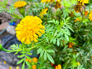 Marigolds flower, flower background