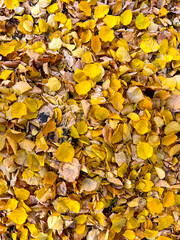 Texture Fallen Leaves, Texture of the submitted sheets, autumn wallpaper