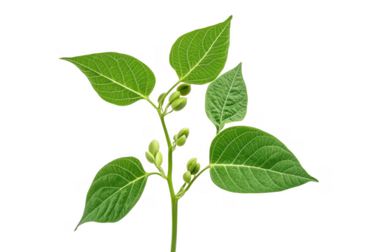 Green plant with buds isolated on a transparent background