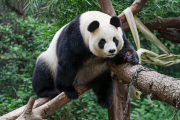 The adorable giant pandas in their daily lives