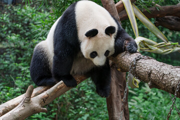 Obraz premium The adorable giant pandas in their daily lives